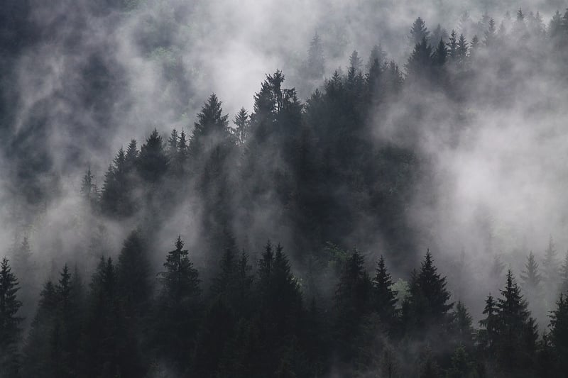 Foggy forest